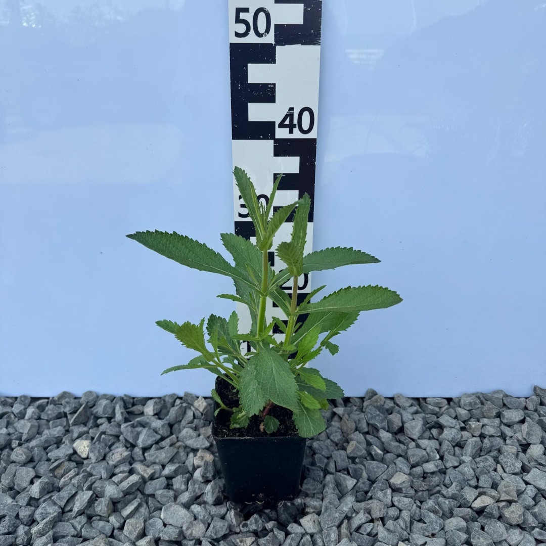 078f9034cd7912dfff4a2b244e12e9c9