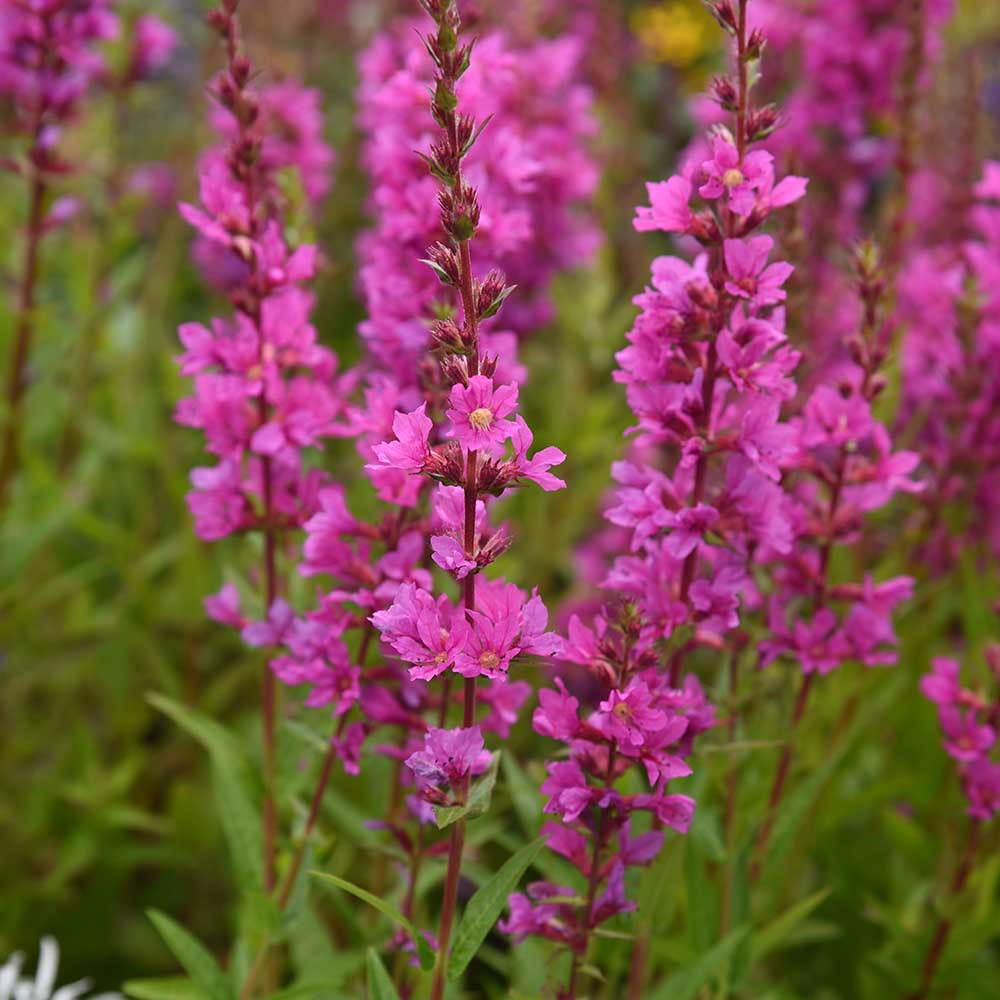 eafbbff0349e3478c15f43ba629bb50a