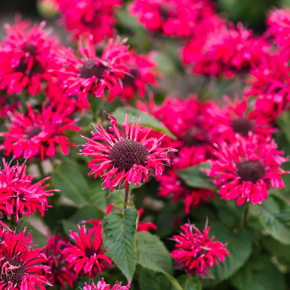 0cddb3bb72682632b7fc8ff33de22f9d