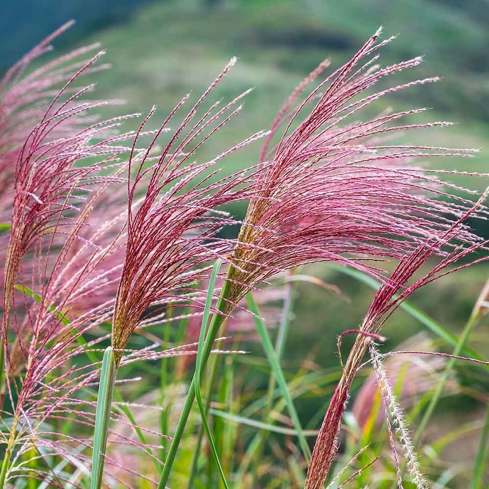 c212d1f3e7e38ff49681777b6664567b