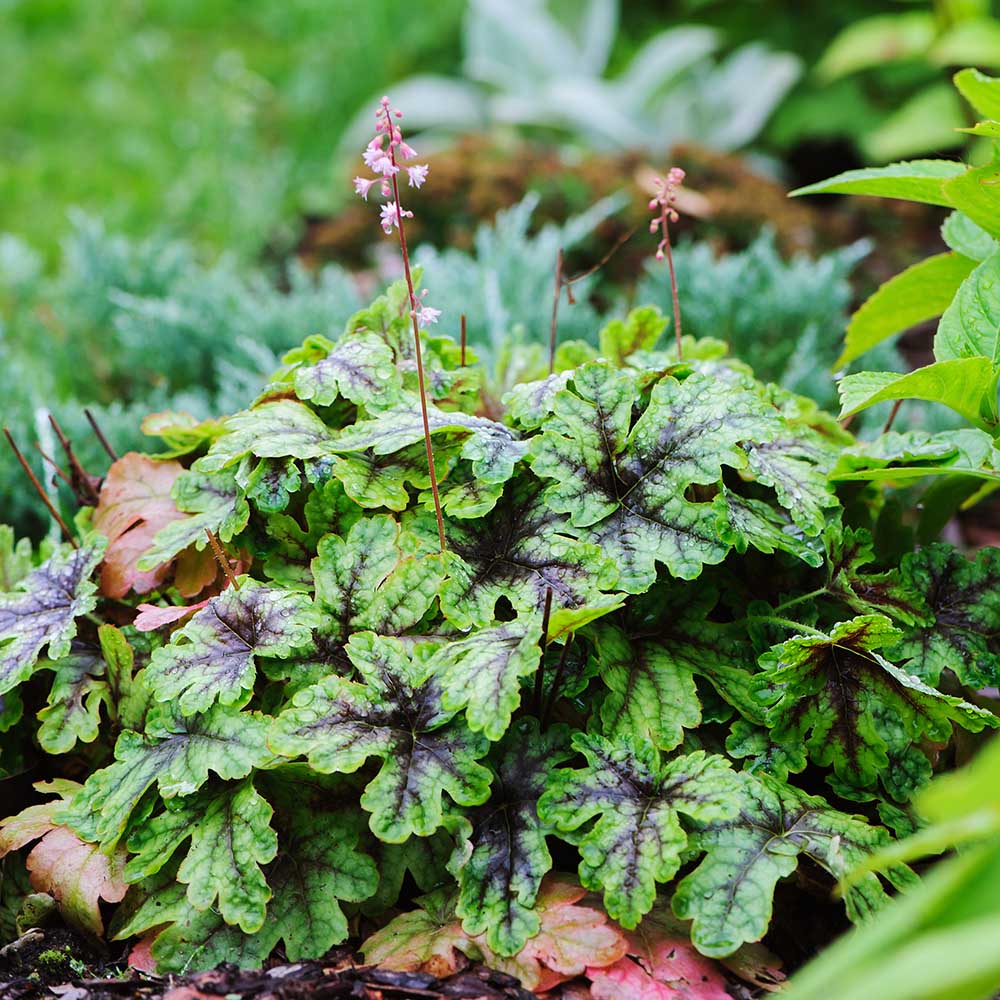 241a72e60d0db3e59f74b70ac42f8ecb