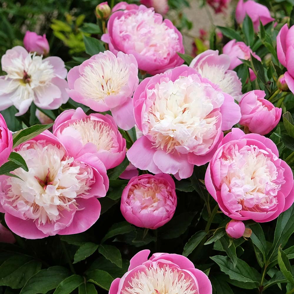 a19e0e1a7f6d17f54d715adc069adc4b