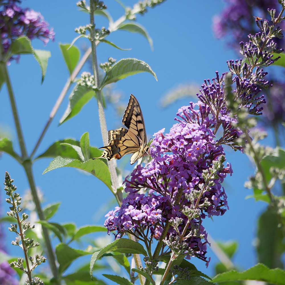 685cbdec13d4aa3b66062af44bddb9e0