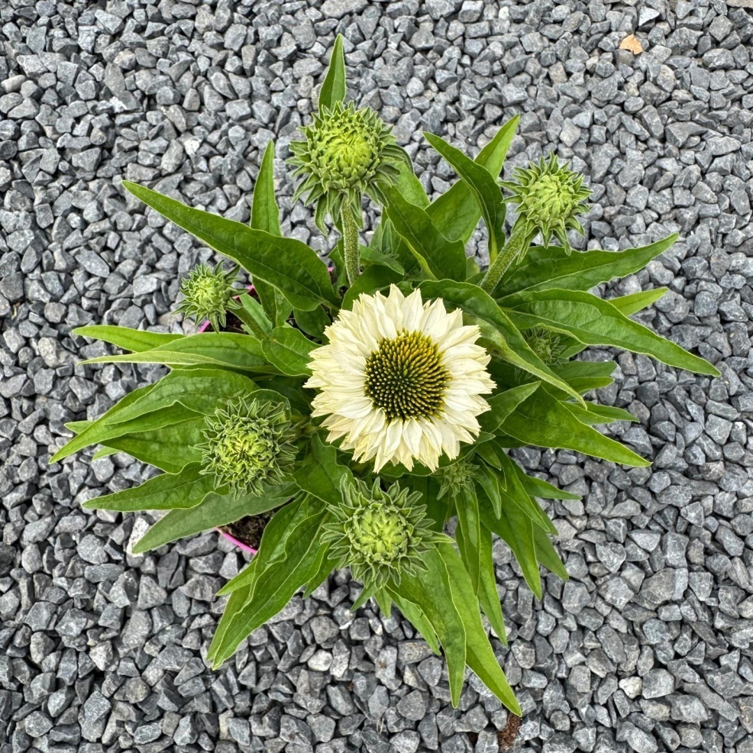 2f2422554e28feb2aa339af133b74c75