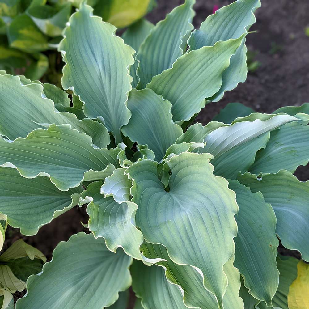 f71cf331c0b87d97db7357a113fcb1b3