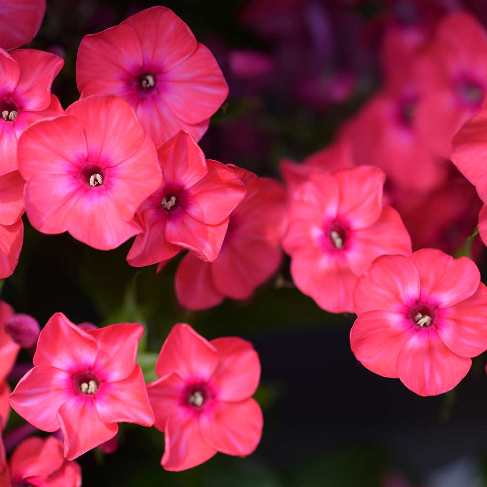 6ff75fed7741a36222ce183403fc4bf7