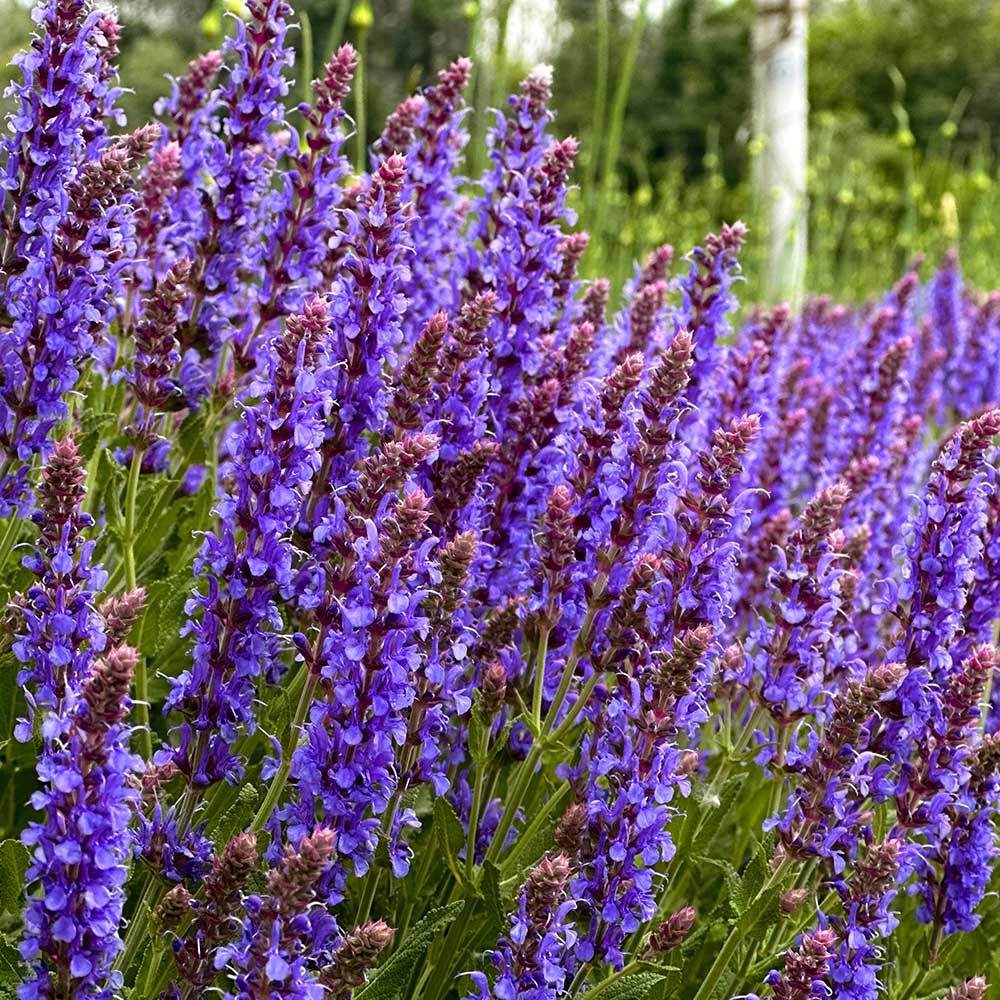 47de7acf75754e4ede1c74b54760165c