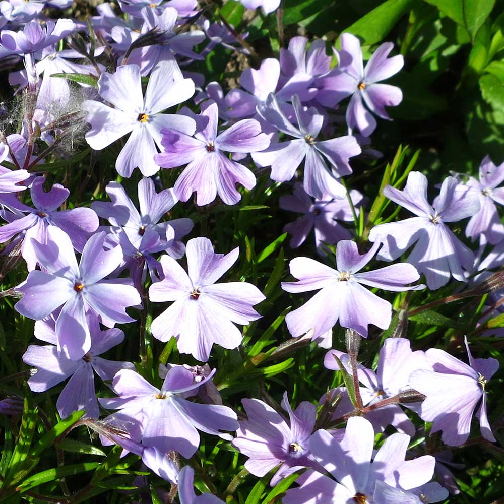 203d182864902c376b1324e107a88d4a