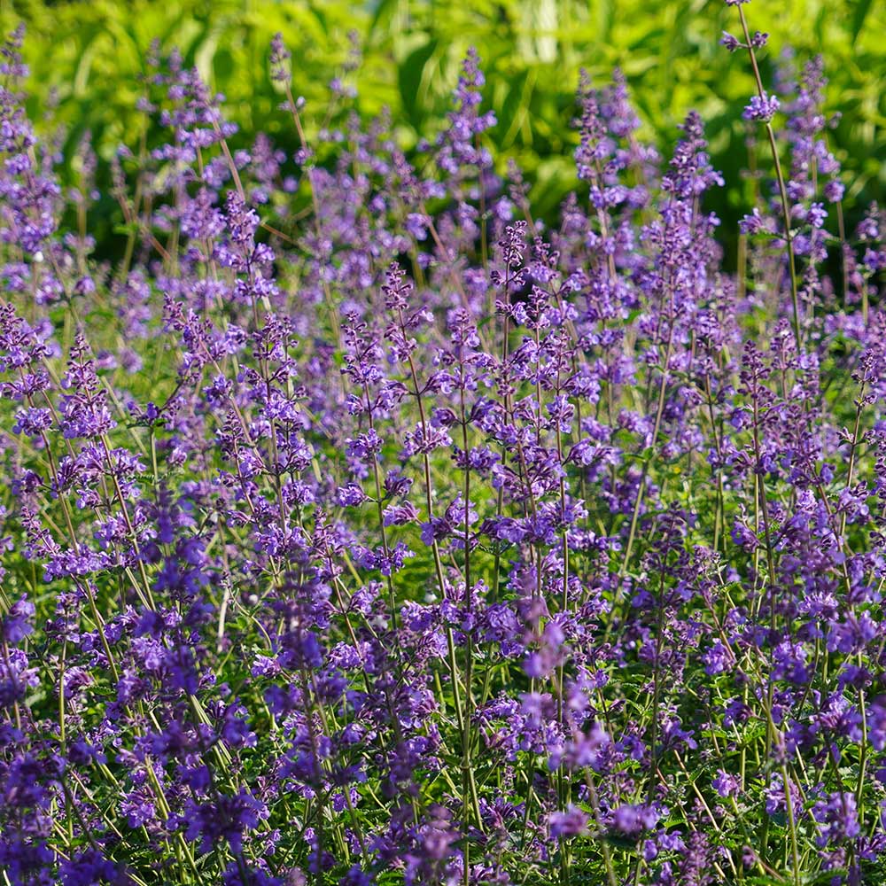 beccc592775ca19dec957541229da57d