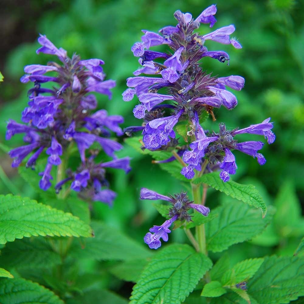 538c99abb0f115406fe489bf9f0dc023