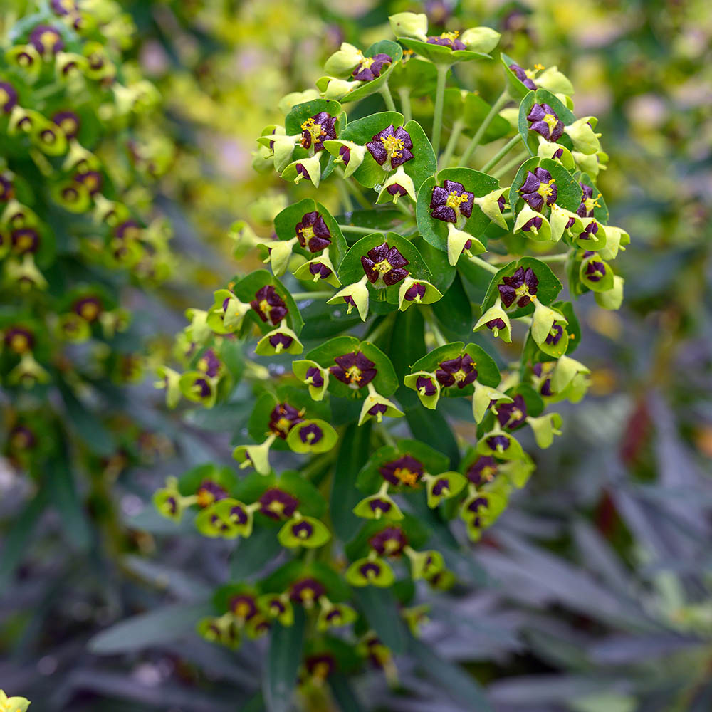 bbcd40a63c612d61b752706b432edb19