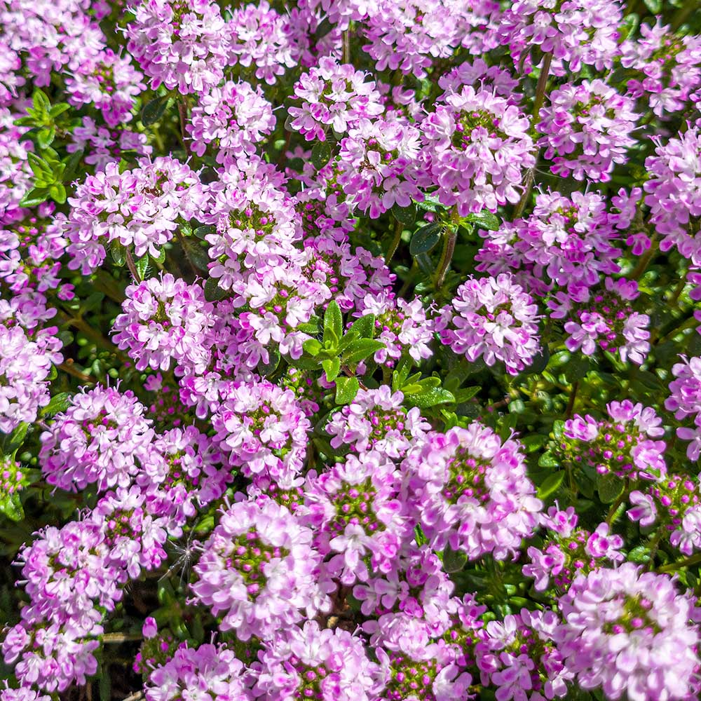 3767f6a36521fab924bd1bbff1445703