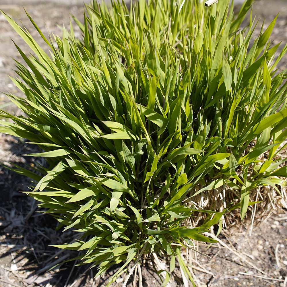 baeb520297c620427a31cb97cf6ed4fe