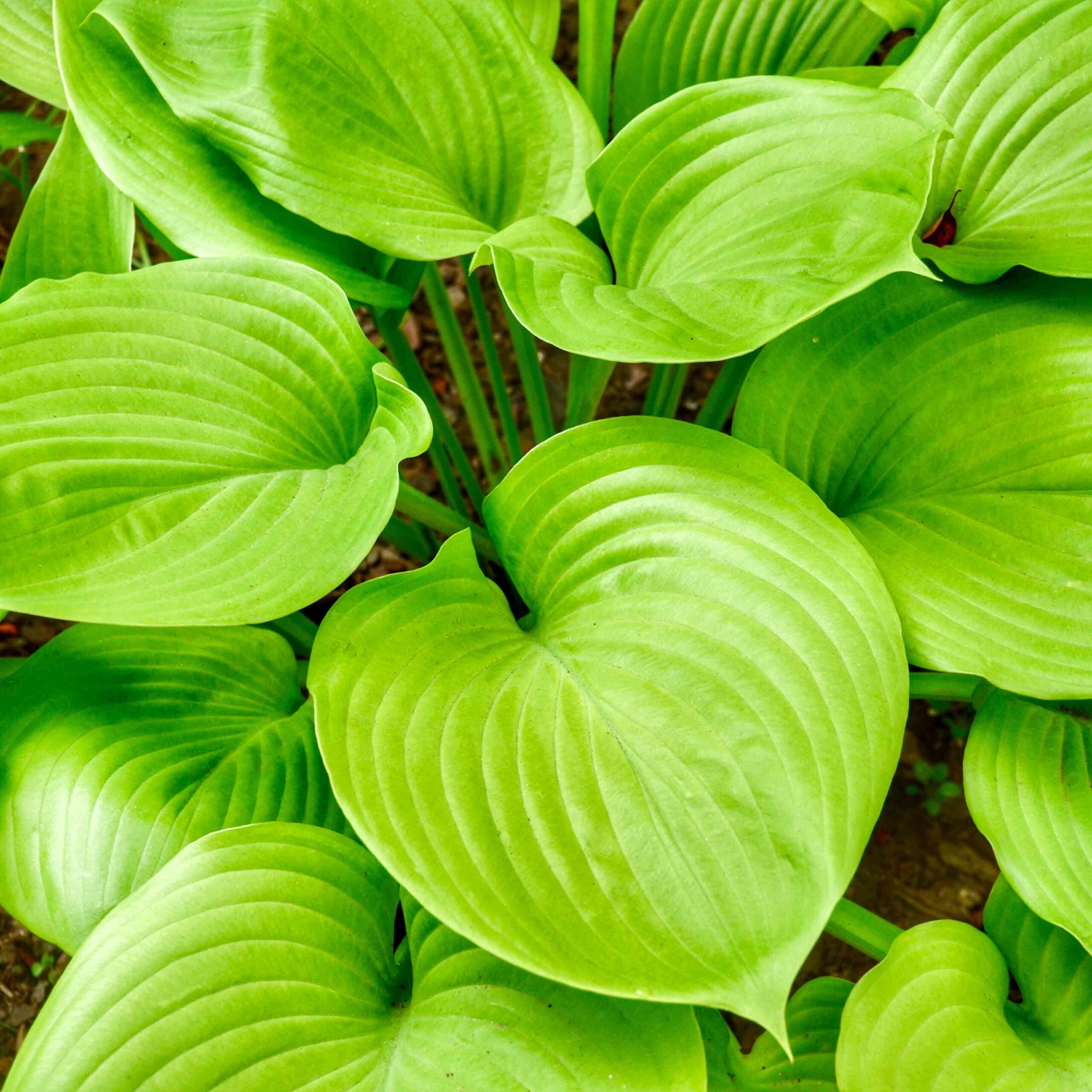 88c71a5b0cdd7fe10cc9692cad3ad0de