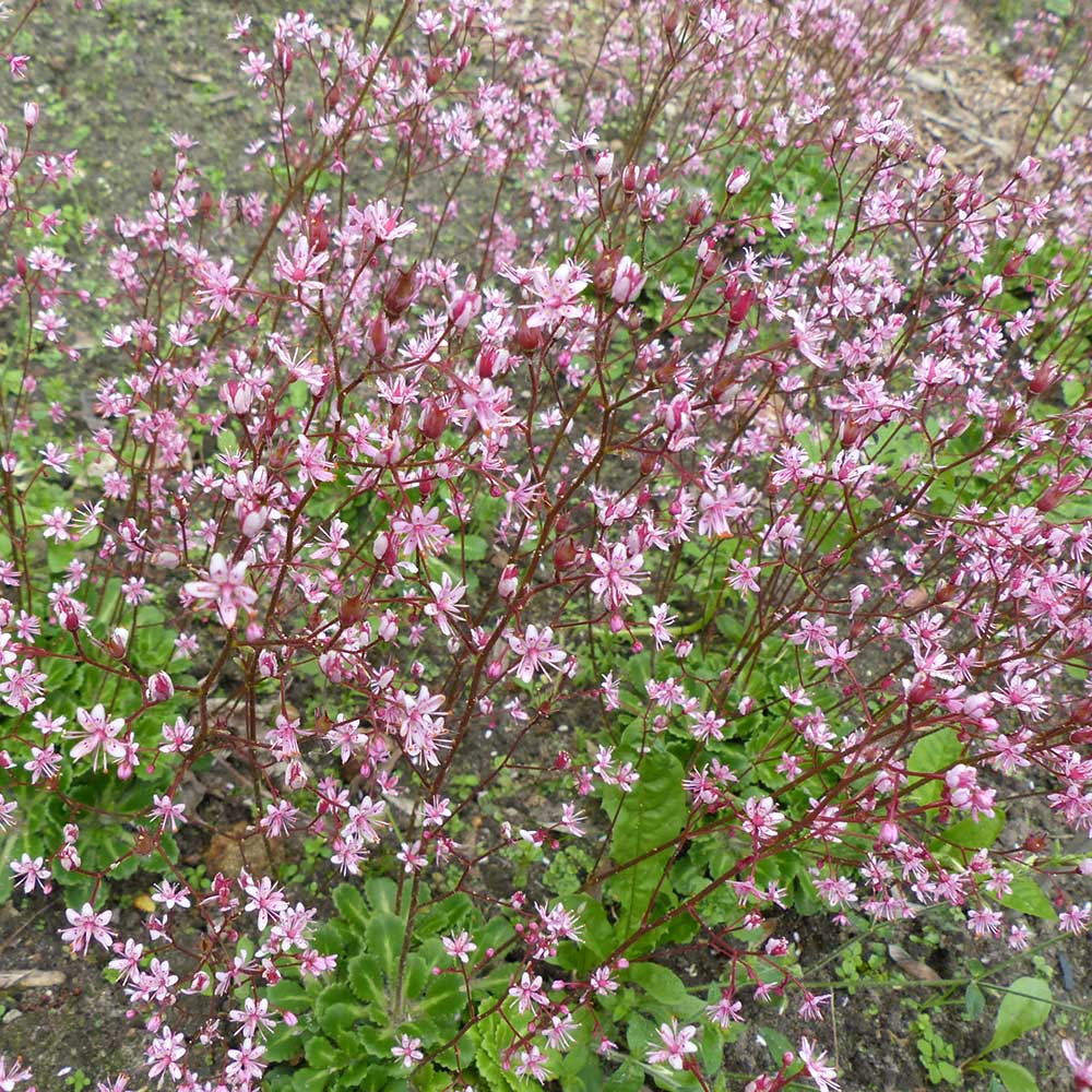 8b18f04e002d37f8cd5539241b102be9