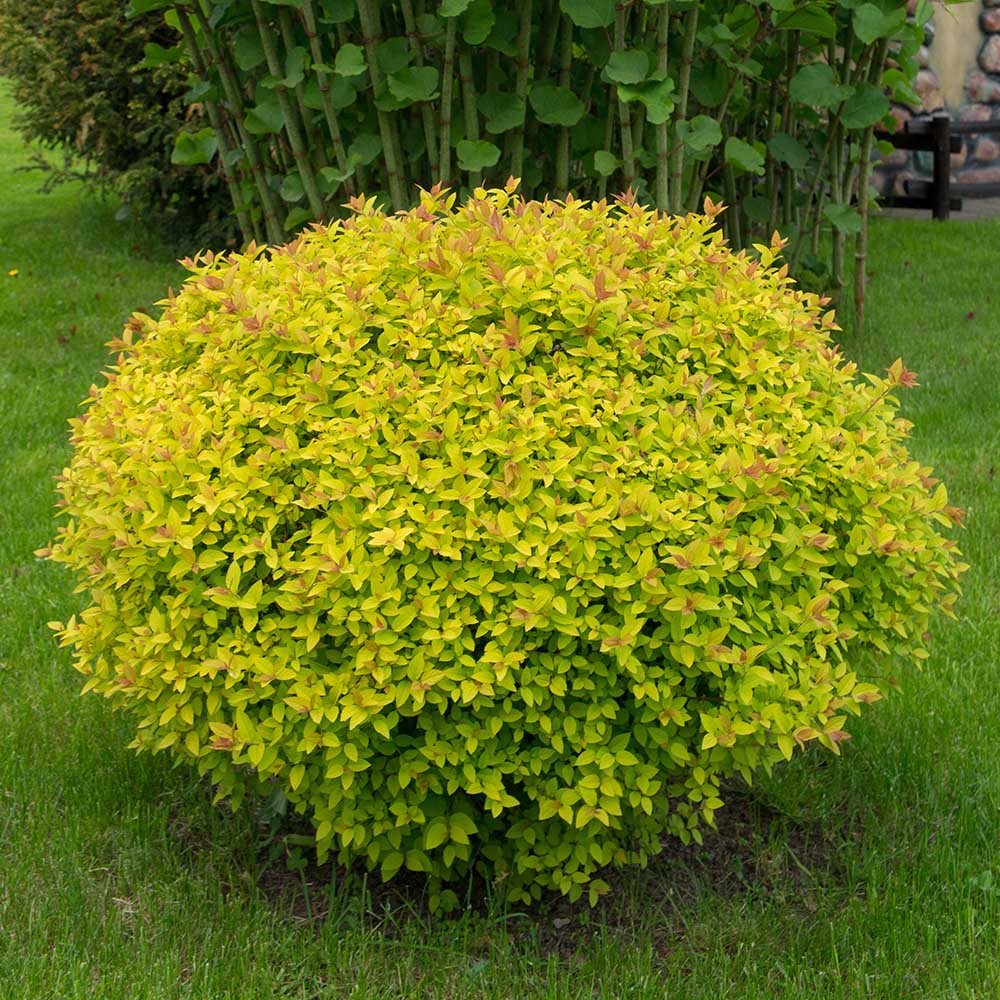 68433c7335aee59899124ae6bd981d0e