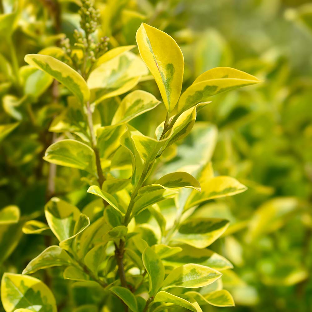 7b6bfb76081a32a0a38ecb75907b7f3e