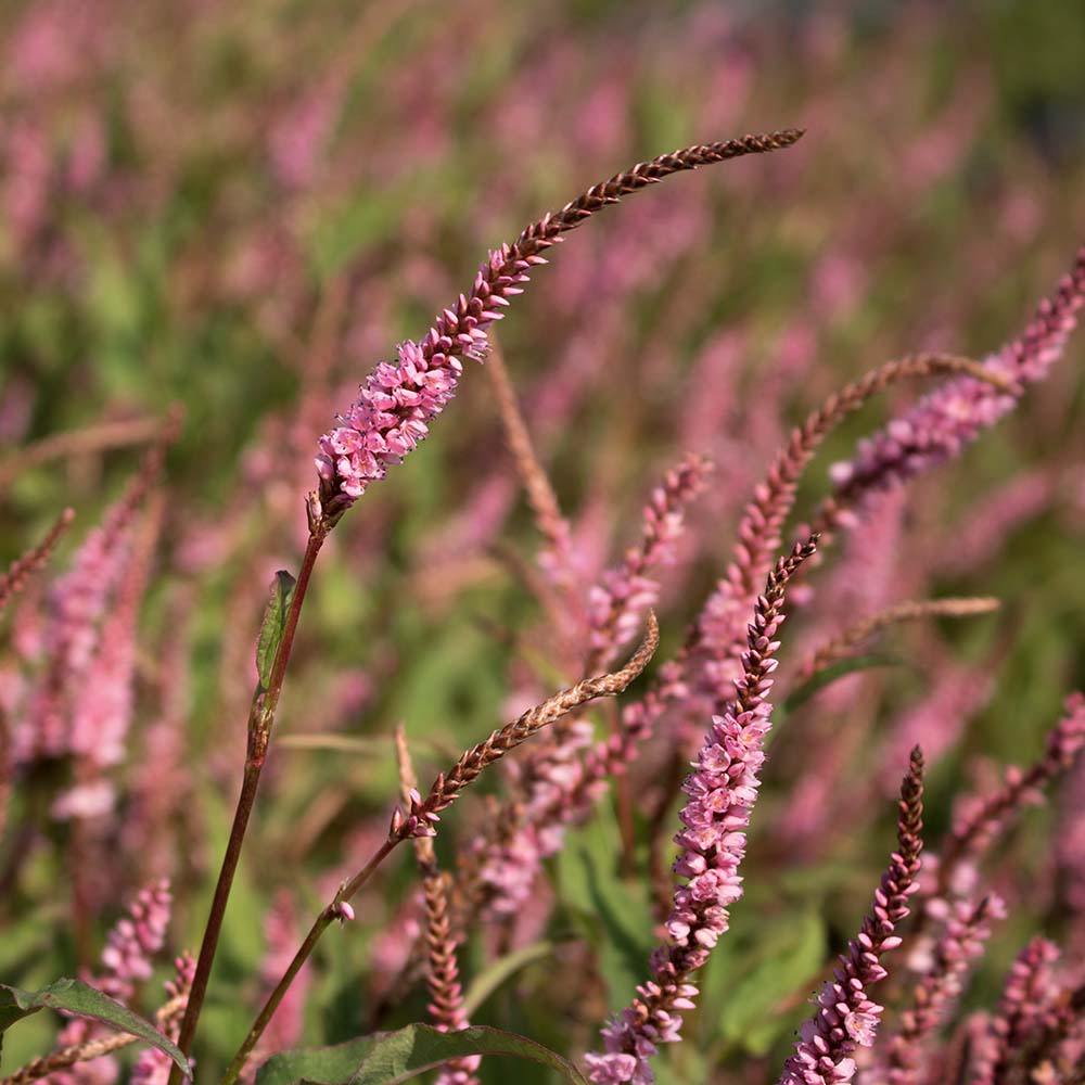 a11516b6ecaa9723599bcd0649c96432