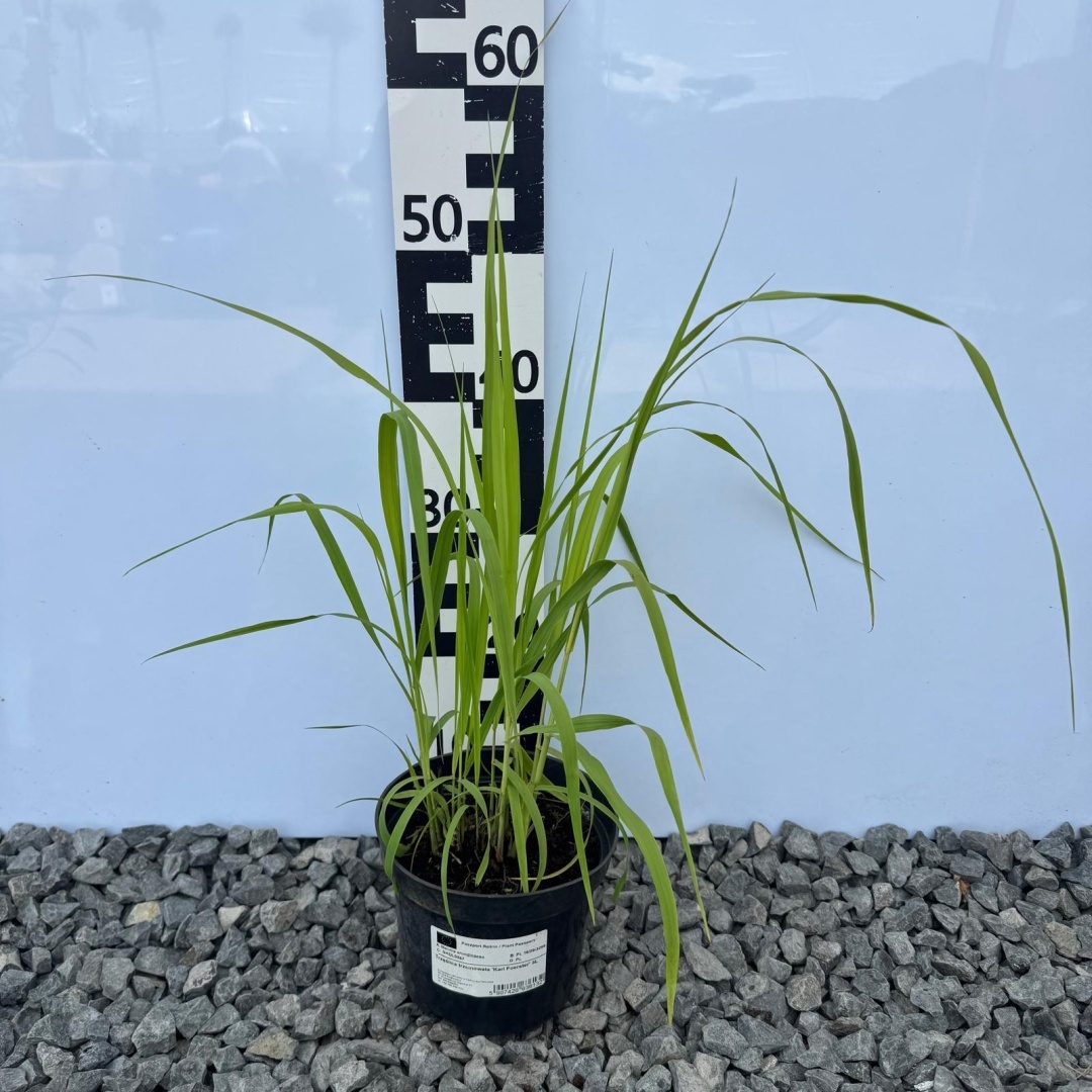 8f7d8f928216e4f816214175142a0fa7