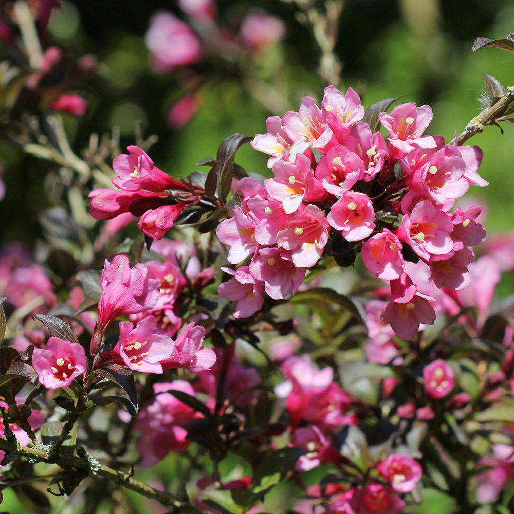 43a0fa8ce42970b0045dcf4eb67ac6fa