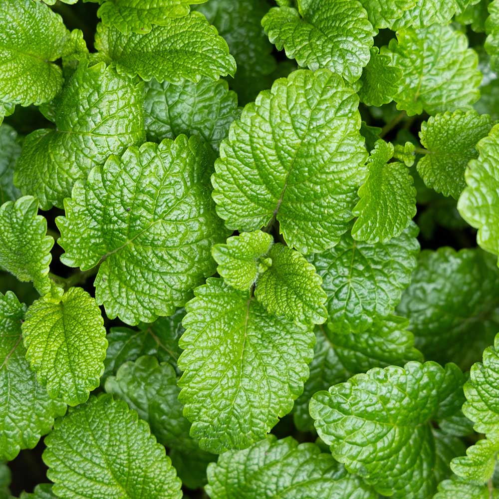 fdfa5558ecd12974447fdacedaf1a0cd