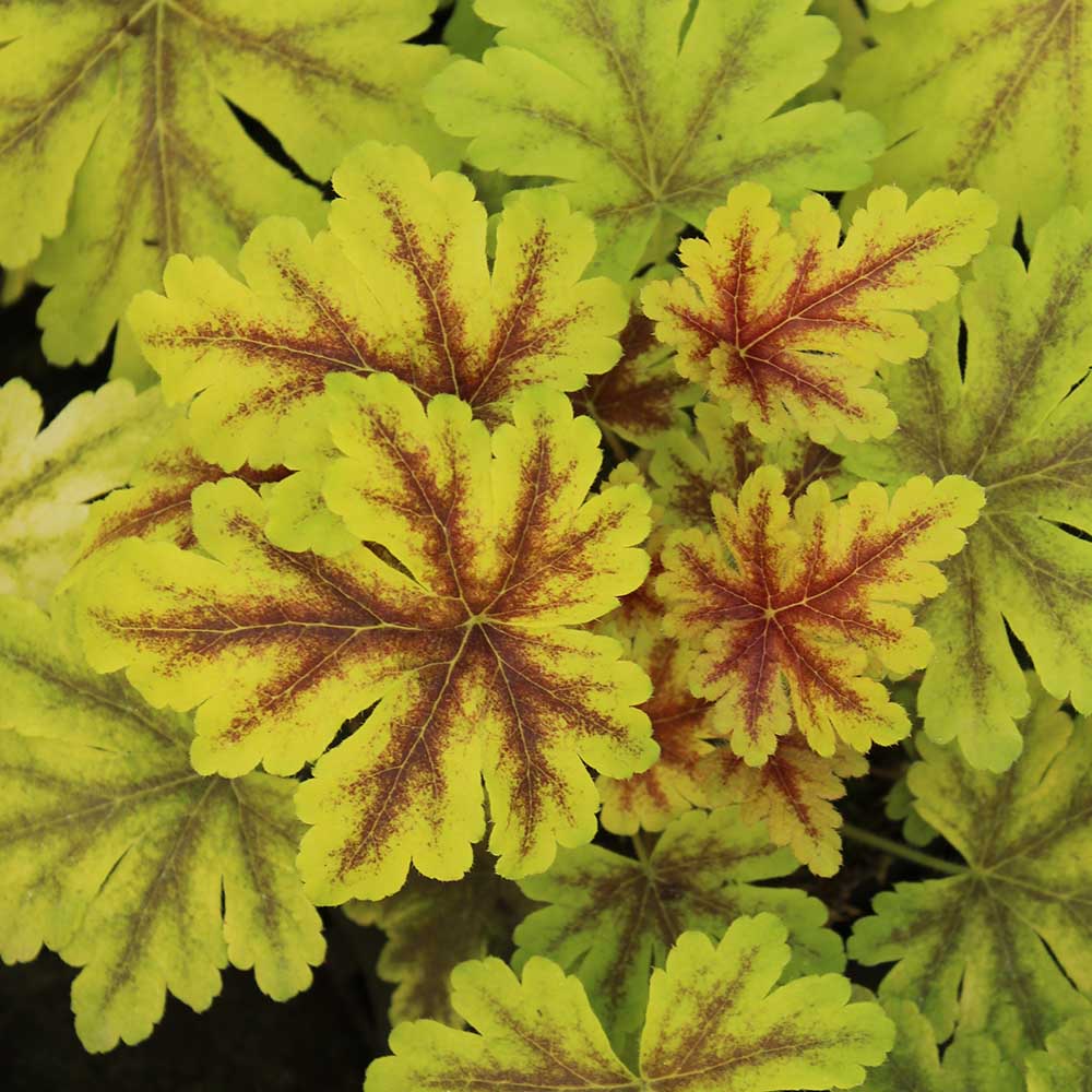 53f7c42c2d056d37f864d652700aa56f