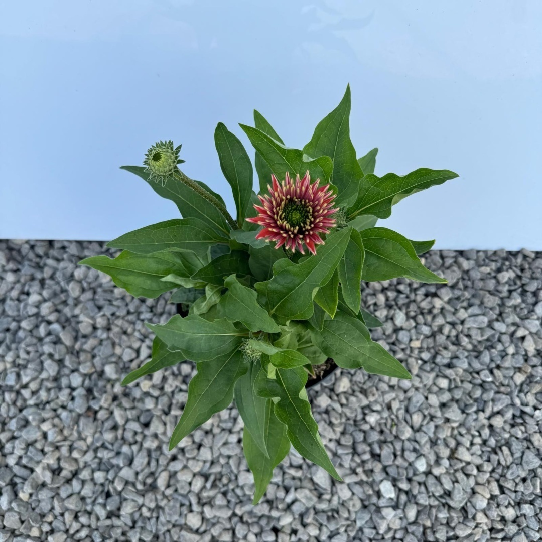 396288e847cee7edc908c969cbaf0d66