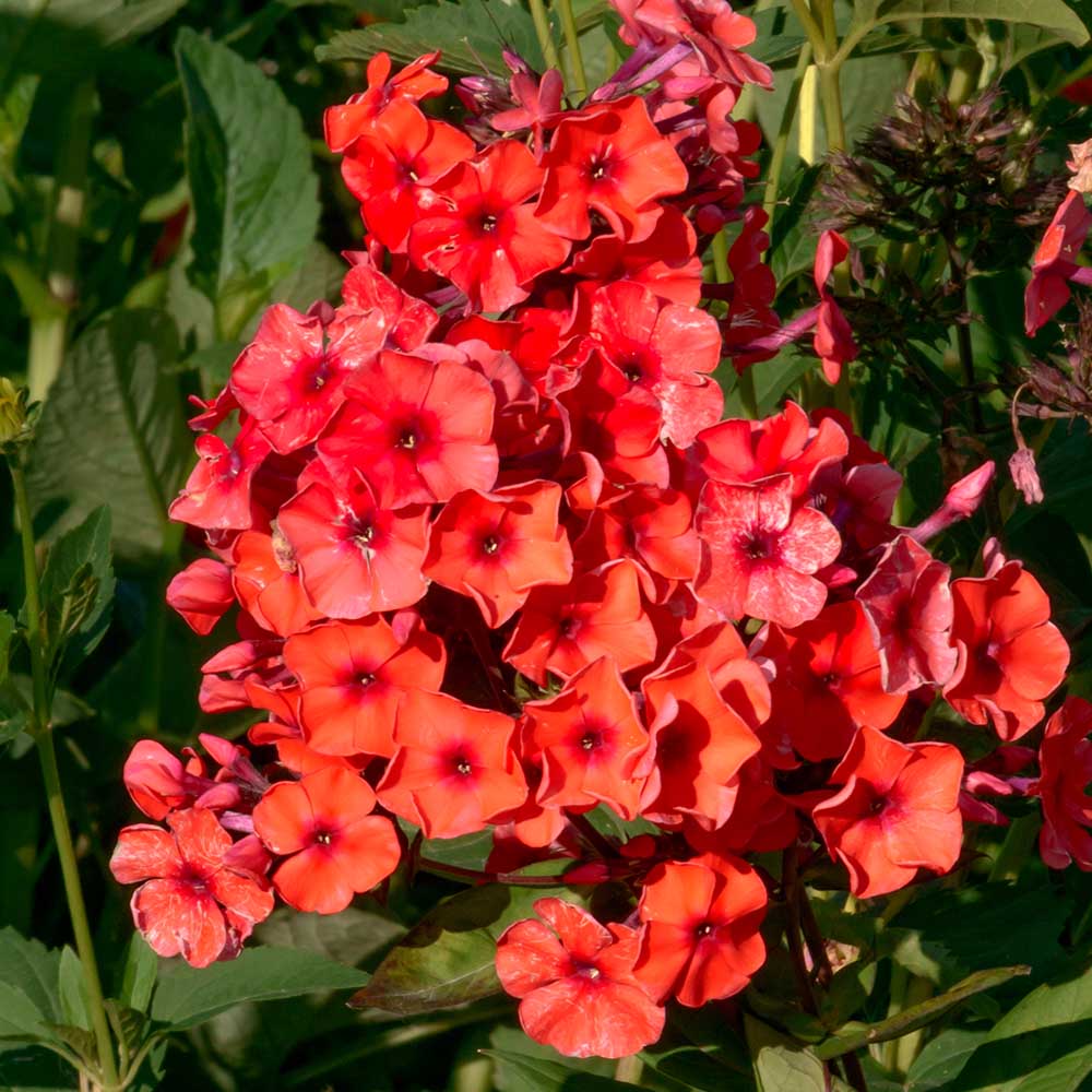 8b3932cde5f4e84e91f9daadb0ca28ea