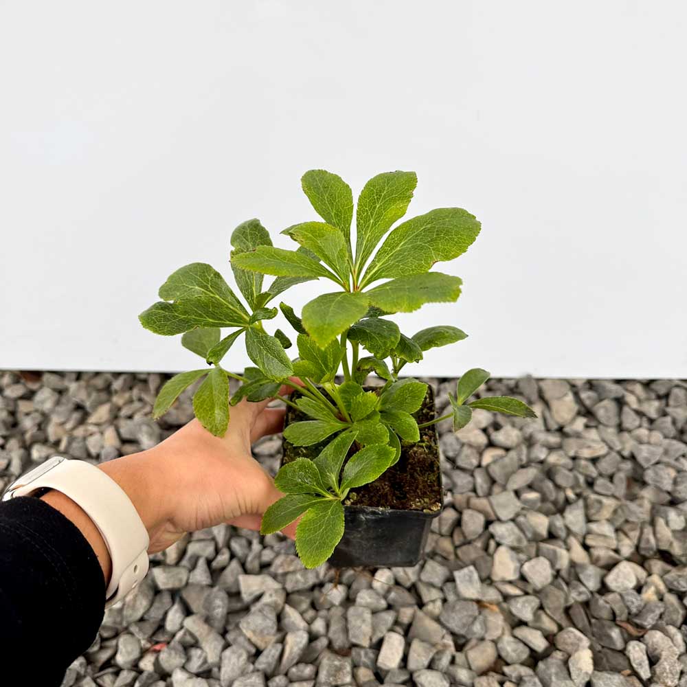 780fcd67d7e0bdb17bc4d374c1a39df9