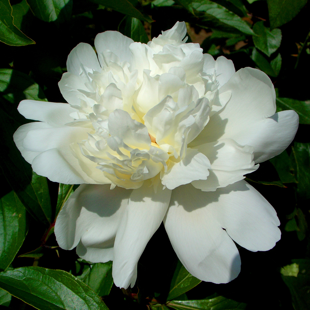 afa8dafe430cb1cf961bc96c17f3e608