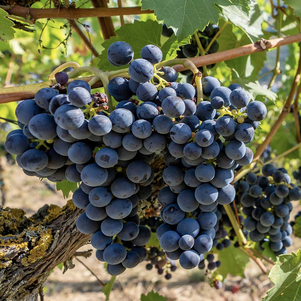 e4538de62155df2669490803510e4cff