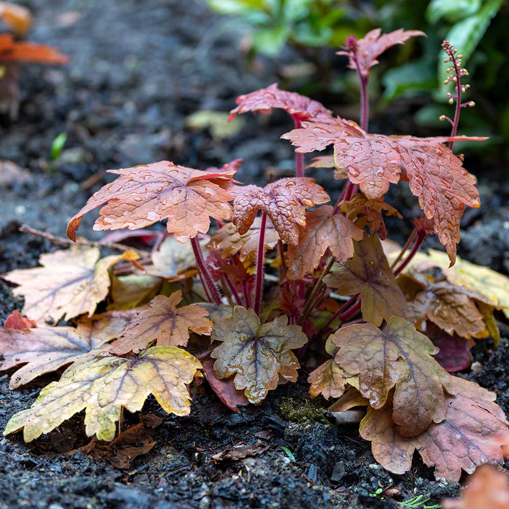 817e53396fbe366864a3ad4be8de42d3