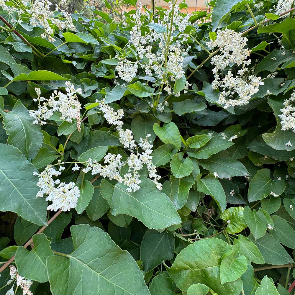 2887a5dde584b3bff6c2cff0e334af51