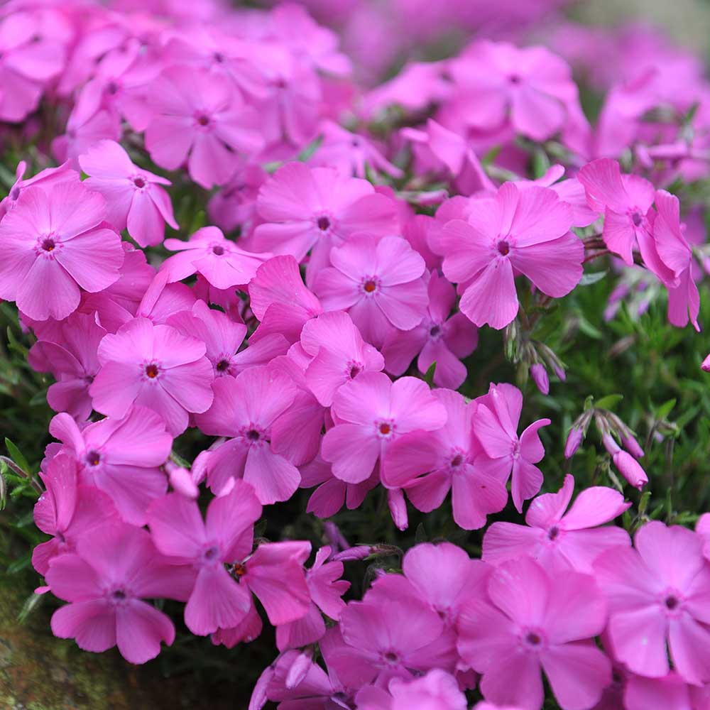 4793deae25d89231ef9a59e242f67e19