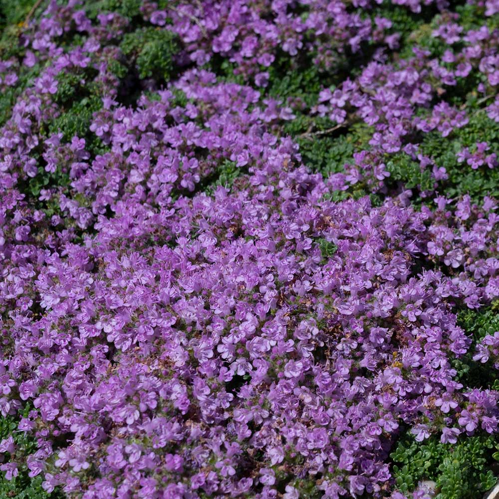 999b46047e7b1b8c8b4118fe02c7bd59