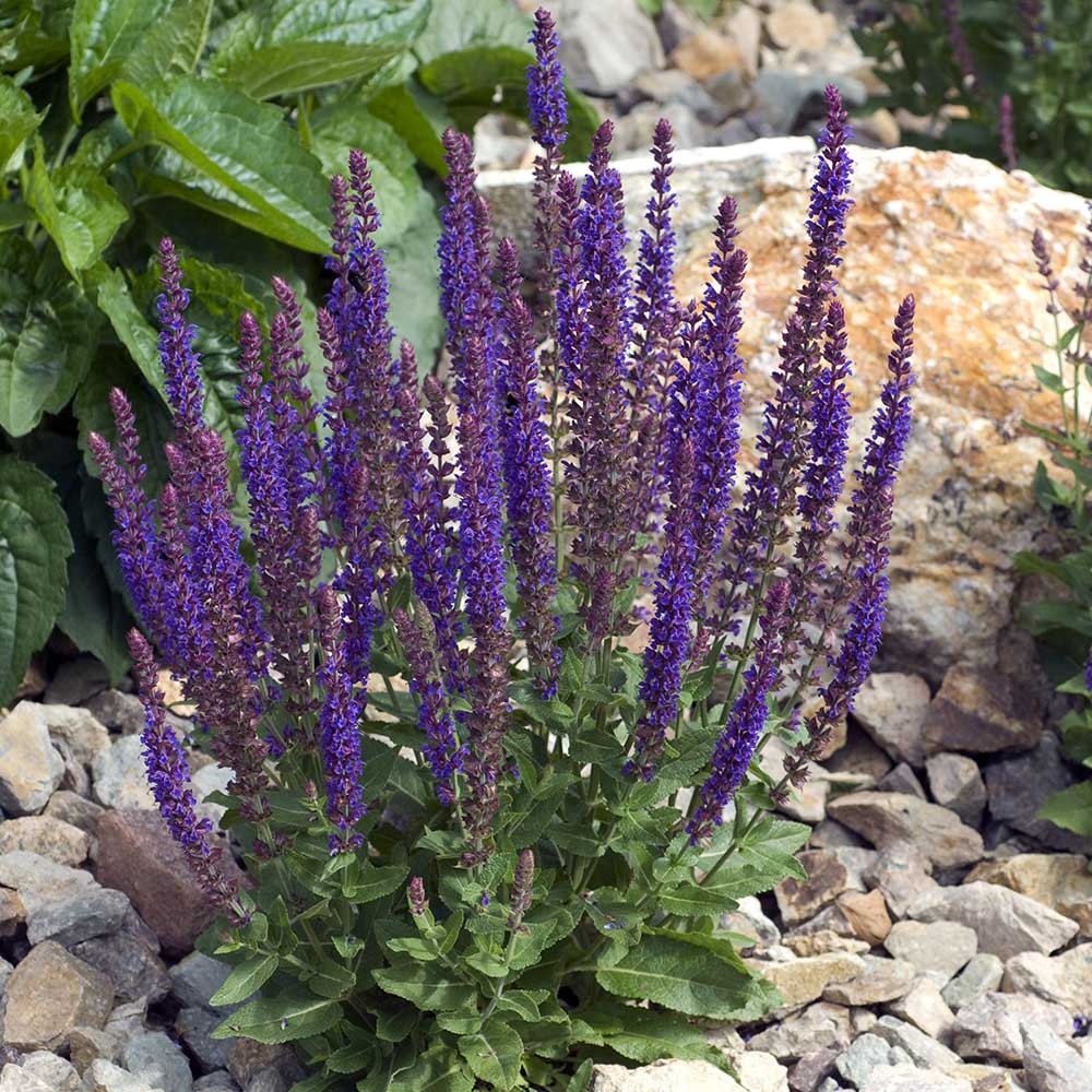 712eabcb1b2e098003ff8b31afc77725