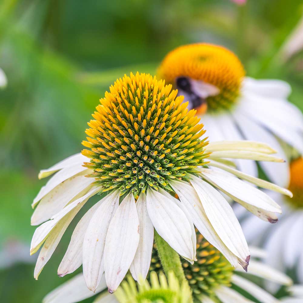 1b9b7c436ac99090559001dae234df25