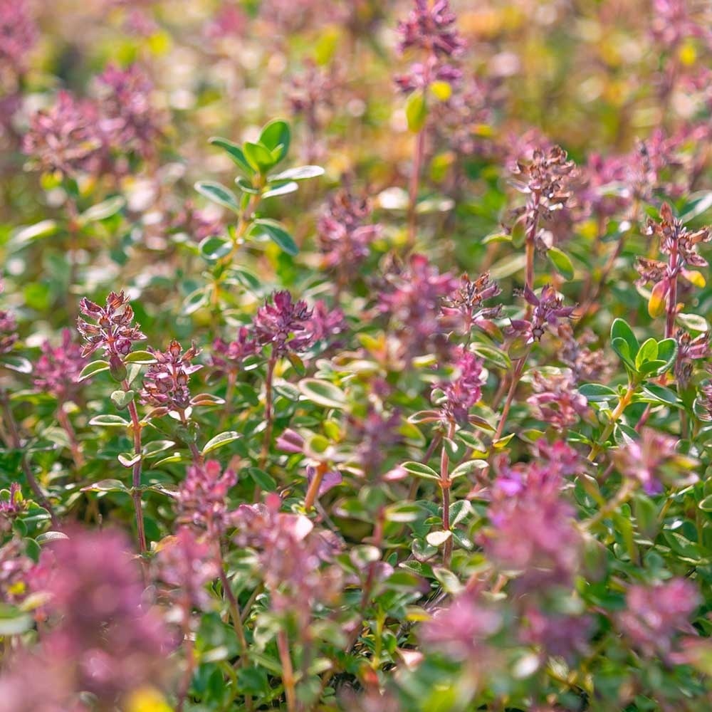 7ef3fa775b0c5eea03e2575967d2a18a