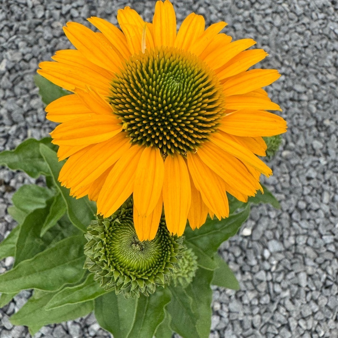 03a3913786623b9cb5ce0555290c760e