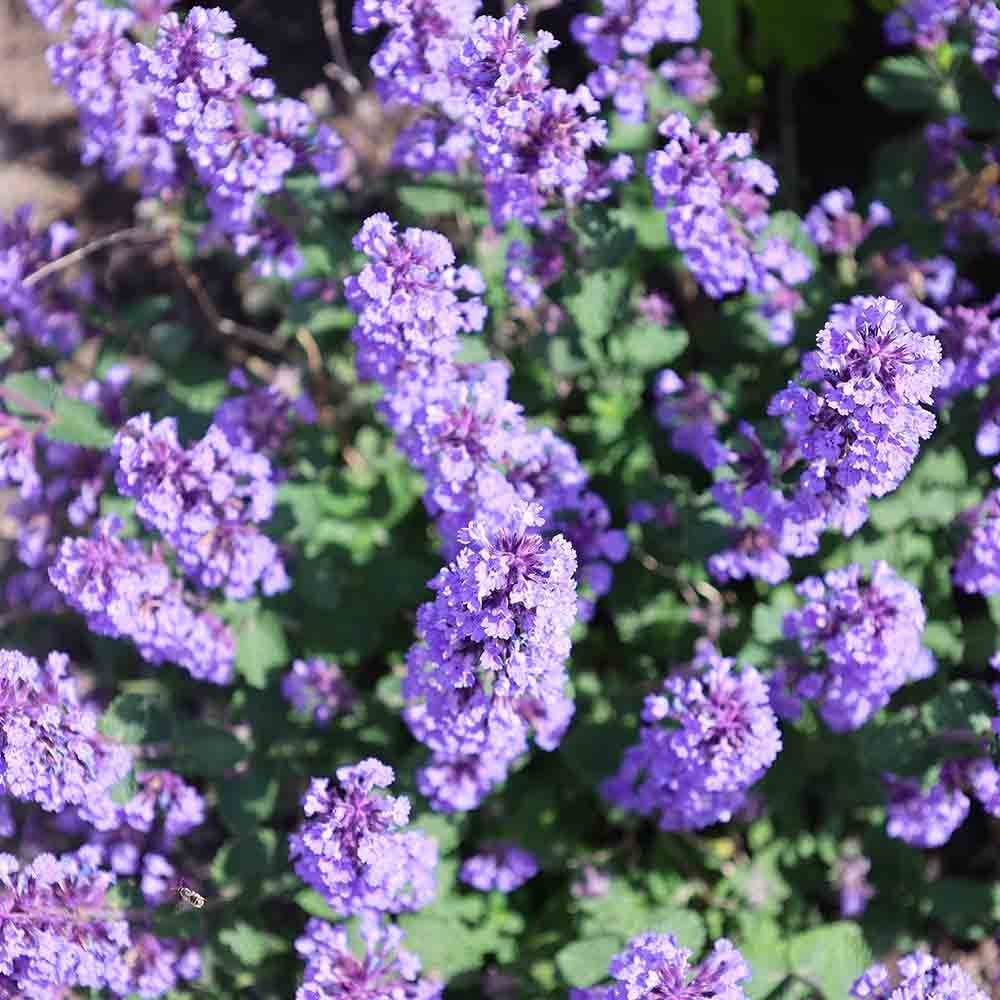 bb37621369c273c30b55281cd9ef00c8