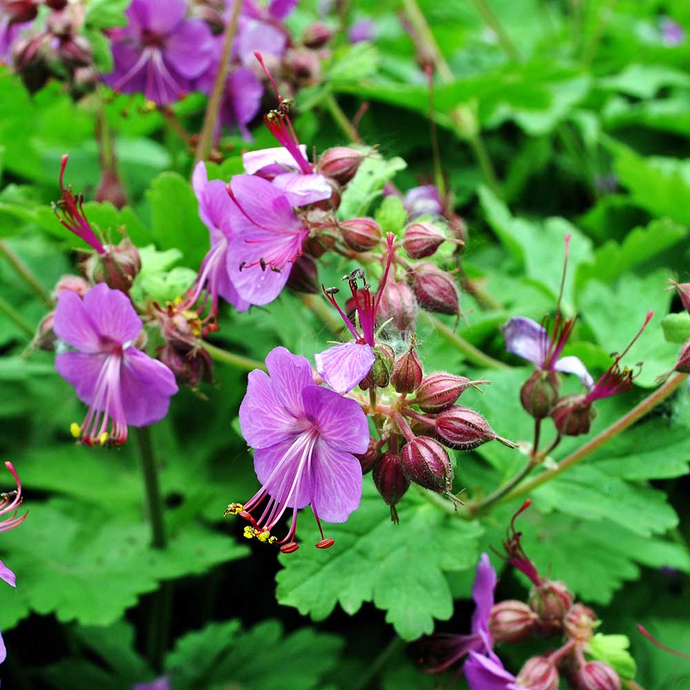 86d93c0e01f981e8e55a35e94d491ae9