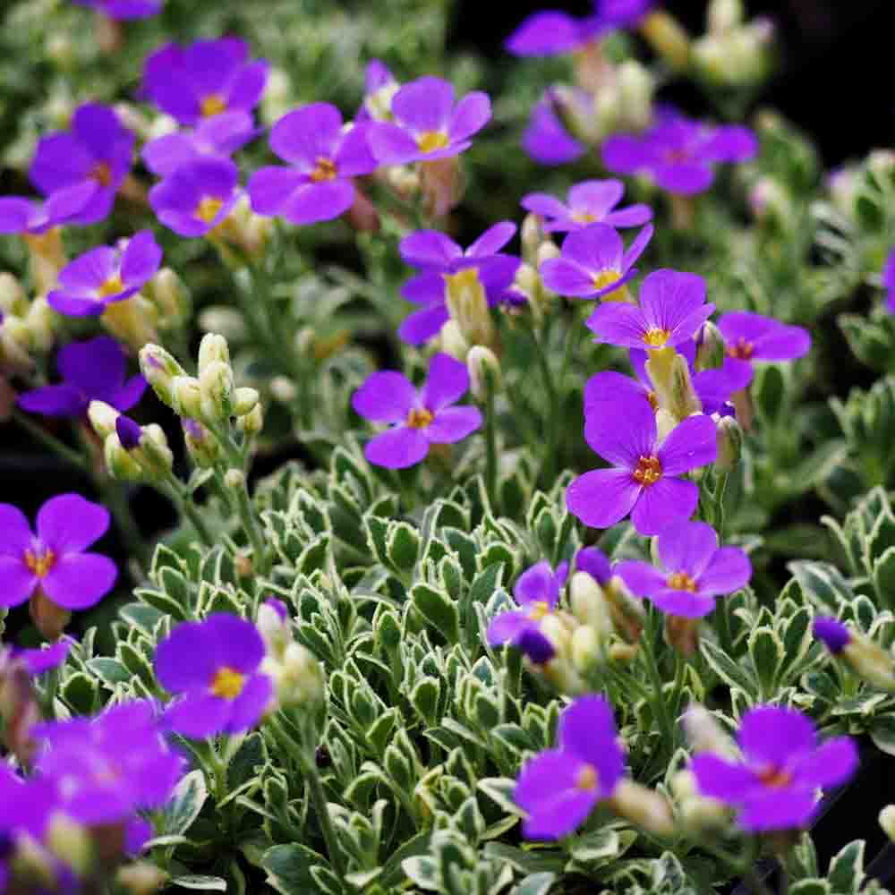 44a191a1bdb4bfd3ebff1991f3b5dfee