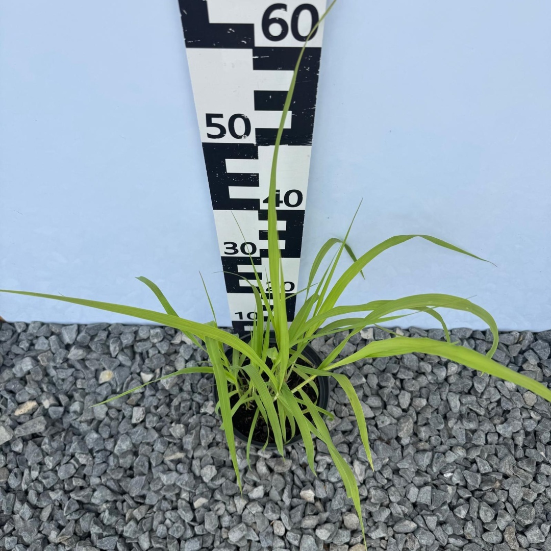 7afed0c91725ee497d51f0f81567331a