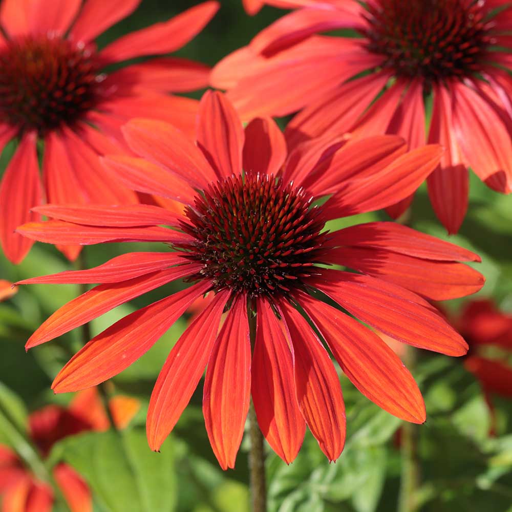 b28d15599658f0f43cff8d83da9bfcaf