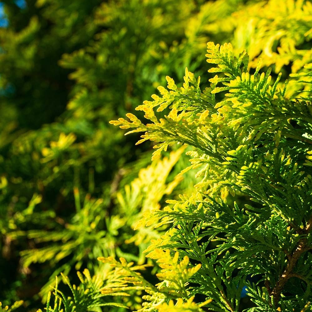 a20483cb513d7562a897924390b3c18a