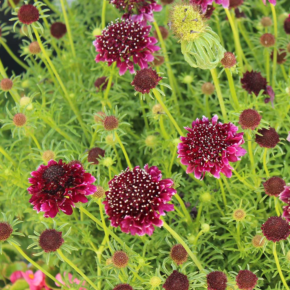 5ad986a04a12c2085ce4a83fcab0de60