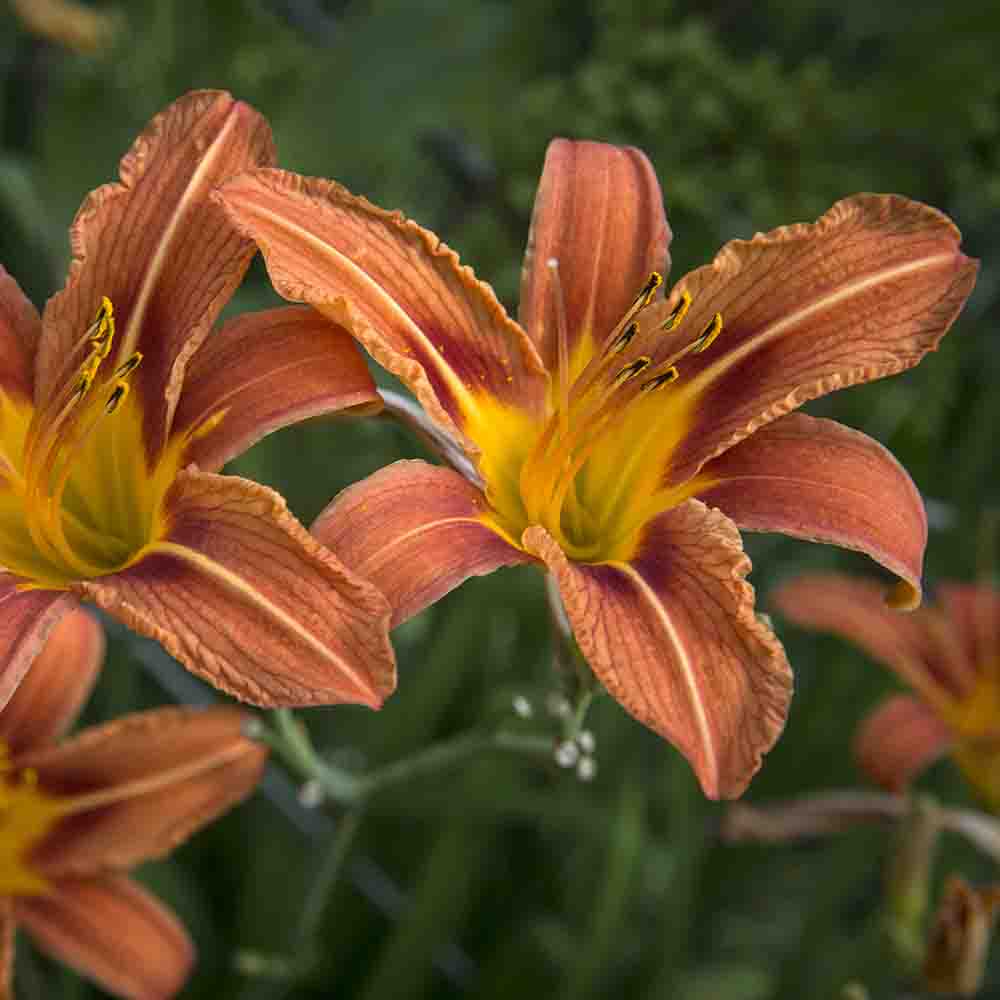 a1e25d889006644f3b6f15fd7e20361a