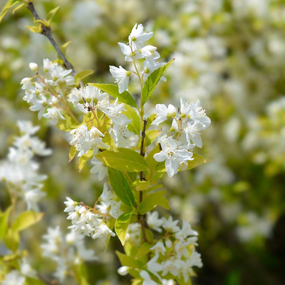 961c18d5c06c1ef66e4b34abf24bf2ed