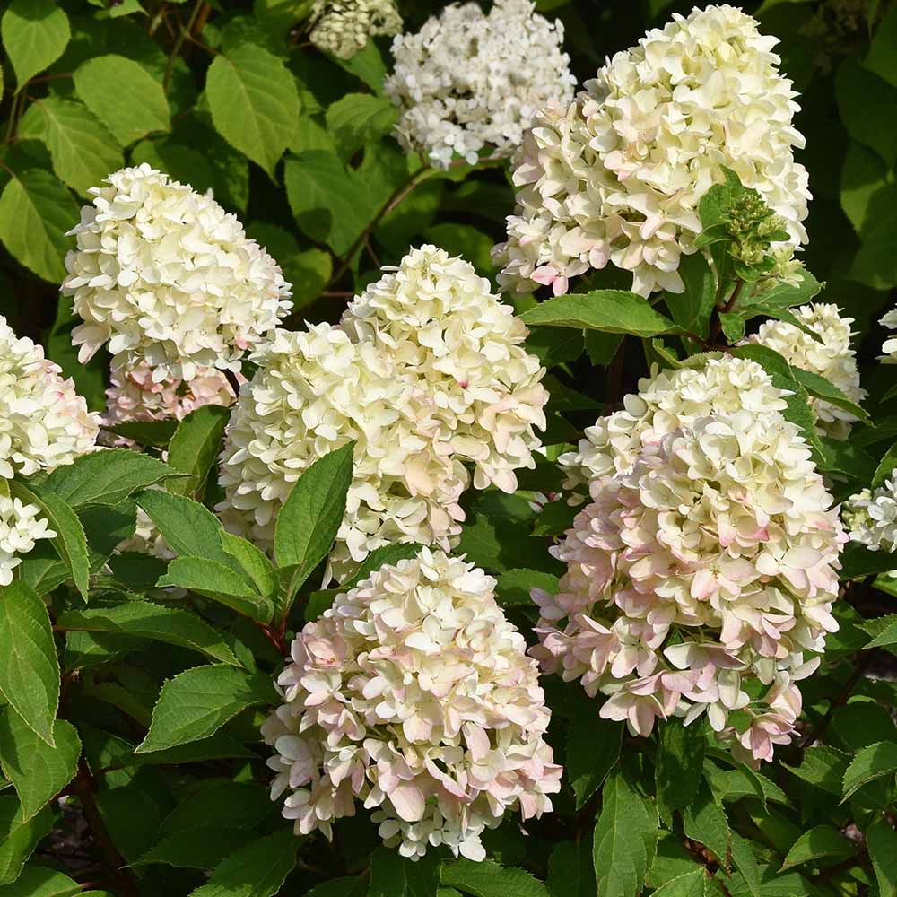 32b4c54b2a4ec3d0ec7935bf9e0ec827