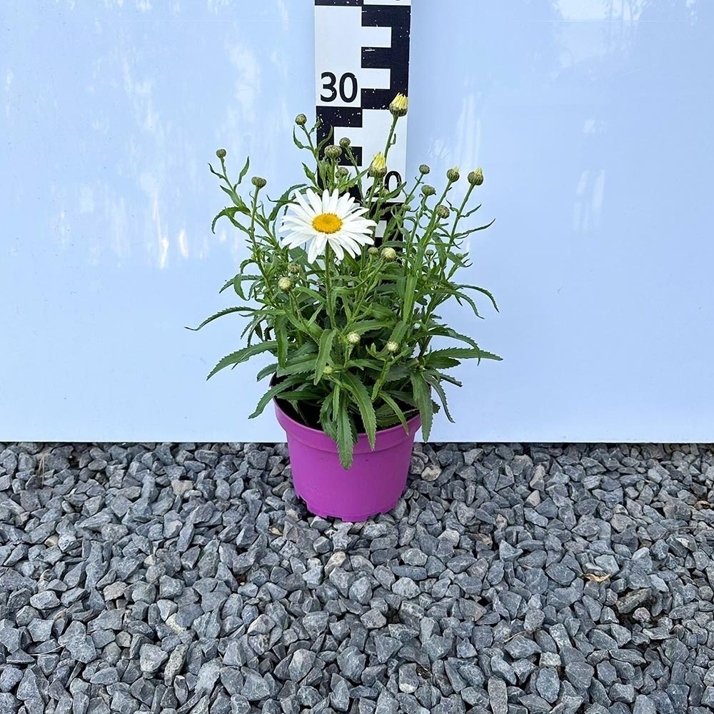 707449edea7a0c9e8fb07ae8707a0f0b